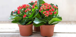 Image result for Kalanchoe blossfeldiana
