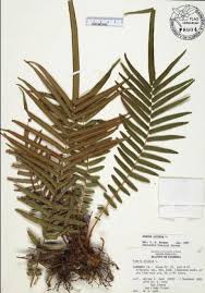 Image result for Pteris burtonii