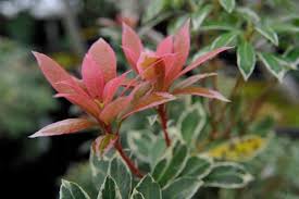 Image result for Pieris japonský little heath obrázek