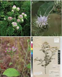 Image result for Erlangea remifolia