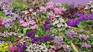 Image result for Streptocarpus