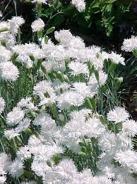 Scopri la collezione di abiti e vestiti donna di h&m. Pin Su Sun Loving Perennial Plants