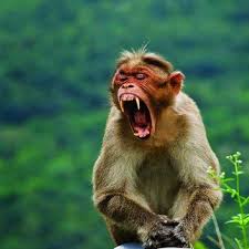 Monkey Funny Animals With Mid Yawn Faces Funny Animal Faces Funny Animals Cute Funny Animals