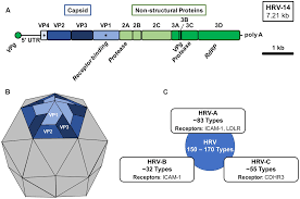 The rhinovirus (from the greek ῥίς rhis nose, gen ῥινός rhinos of the nose, and the latin vīrus) is the most common viral infectious agent in humans and is the predominant cause of the common cold. Frontiers Rhinovirus Biology Antigenic Diversity And Advancements In The Design Of A Human Rhinovirus Vaccine Microbiology