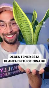 La planta perfecta para tu oficina 🖥🪴 La Sansevieria es conocida con los  nombres: 🔹oreja de burro 🔹lengua de suegra 🔹espada de san jorge Con que  otros nombres la conoces? Coméntalos 🤩👇🏼 Esta planta se ...