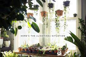 Maybe you would like to learn more about one of these? Here S The Lighting Situation Stump Curated Plants Sustainably Crafted Wares