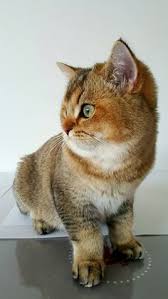 Hinata est une superbe british shorthair black golden ticked. 20 British Shorthair Golden Shaded Ideen Katzen Rassekatzen Britisch Kurzhaar