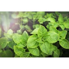 Image result for Coleus barbatus