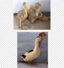 May 31, 2021 · the magpie duck was created as a general purpose breed. Magpie Duck Goose American Pekin Bird Duck Animals Chicken Png Pngegg