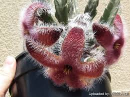 Image result for Stapelia