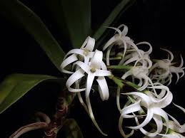 Image result for Cyrtorchis neglecta