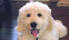 This page is updated regularly with our new goldendoodle litters. Breeders Colorado Usa