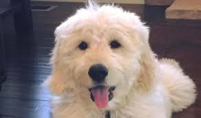 Mixed breeds can vary, but. Breeders Colorado Usa