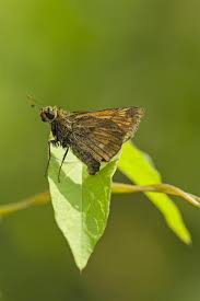 Image result for Ochlodes sylvanus