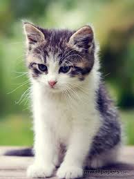 20 Kitty 2019 Hd Photos Wallpapers Download Android Kitten Cute Cats Kitty Wallpapers Animals Andro Kittens Cutest Kitten Wallpaper Cats And Kittens