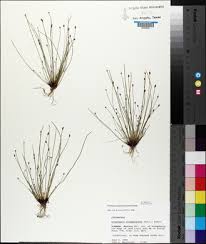 Image result for Eleocharis atropurpurea