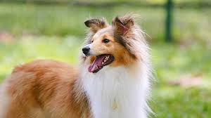 The current median price for all shetland sheepdog shelties sold is $1,050.00. Shetland Sheepdog Price Temperament Life Span