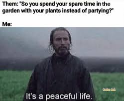 We were hanging out in his room and my friend asked if it hurt when you touched it. 59 Plant Memes You Can T Accidentally Kill By Casually Neglecting Them
