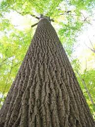 Propolis serves an excellent remedy for many diseases and. Yellow Poplar Augusta Ga Official Website