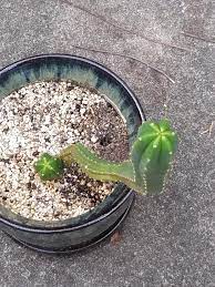 What kind of fertiliser should i use? My Cactus Got Its First Pup It Has Six Ribs But The Pup Only Has 5 Ribs Can Anyone Tell Me Why That Is Sanpedrocactus