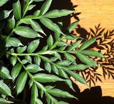 Image result for Amorphophallus impressus