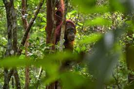 Below are selected pictures of tropical rainforest animals from around the world. 10 Wild Native Animals That Live In Indonesia