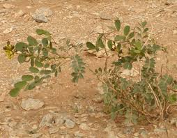 Image result for Senna italica