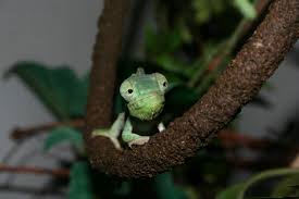 Info on baby veiled chameleons, female veiled chameleons, chameleon cage setup, breeding, colors, facts, food, diet, life span, size. The 3 Best Pet Chameleons For Beginners Chameleon School