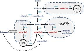 (australian politics) clipping of coalition. Overview Of The Acetyl Coa Metabolism In S Cerevisiae Acetyl Coa Download Scientific Diagram