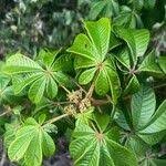 Image result for Vitex doniana