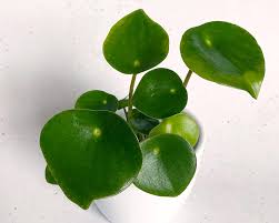 Check spelling or type a new query. Peperomia Polybotrya Raindrop Care My Little Jungle