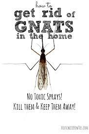 The only way to dry out and kill the eggs and larvae is to expose them to dry conditions. Pin On Essential Oils