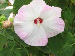 If they receive just a small amount of care they reward us with many magical blooms throughout the year. Hardy Perennial Hibiscus Backyard Gardening Blog Hardy Perennials Hibiscus Hardy Hibiscus