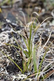 Image result for Carex runssoroensis