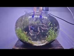 Membuat Aquascape Menggunakan Aquarium Bulat Simple Dan Murah Youtube Di 2020 Aquarium