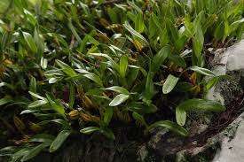 Image result for Bulbophyllum sandersonii