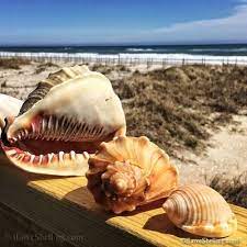 North Carolina Shells And Sand Dunes Carolina Beach Beach Combing Portsmouth Island