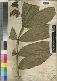 Image result for Bersama swynnertonii