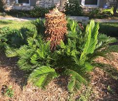 It can easily take a sago palm five or six years to achieve its full pot size of 2 feet. What To Do If Your Sago Palm S New Shoots Are Coming From The Ground Not The Crown