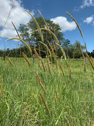 Image result for Setaria atrata