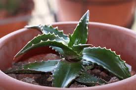 Image result for Aloe buchananii