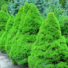 Image result for Centropodia glauca