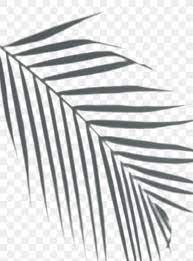 Shadow Of Palm Leaves On A White Wall Free Image By Rawpixel Com Palm Leaves White Walls Shadow