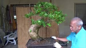 Image result for Premna velutina