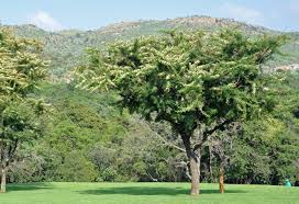 Image result for Acacia gerrardii