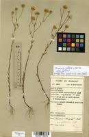 Image result for Vernonia jelfiae