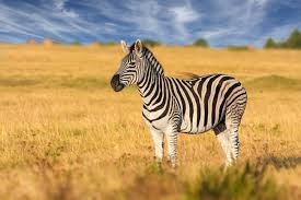 An obscure illness, disease or condition affecting a comparatively small number of people, but with symptoms somewhat similar to one or more different and more common illnesses. Why Do Zebras Have Stripes Maybe To Help Keep Cool Discover Magazine