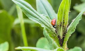 Mar 18, 2017 · i've been reading this list. The Top Five Garden Pests And What To Do About Them Which News