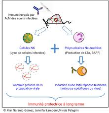 Les anticorps monoclonaux sont des molécules naturellement produites par le système l'équipe immunothérapie translationnelle d'eliane piaggio envisage d'utiliser des anticorps pour modifier la. Role Cle Des Neutrophiles Dans L Immunite Induite Par Les Immunotherapies Antivirales