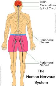 Vagus nerve controls muscles for. Nervous System For Kids Brain Spinal Cord Nerves